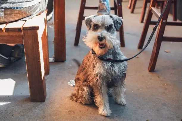 schnauzer in a dog friendly pub