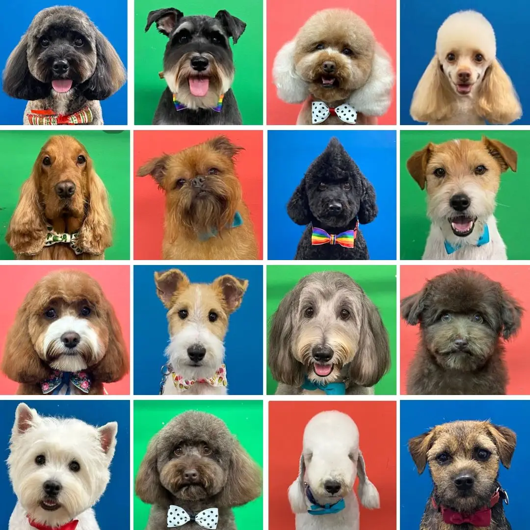 a collage of different styled groomed dogs, best groomers in sydney
