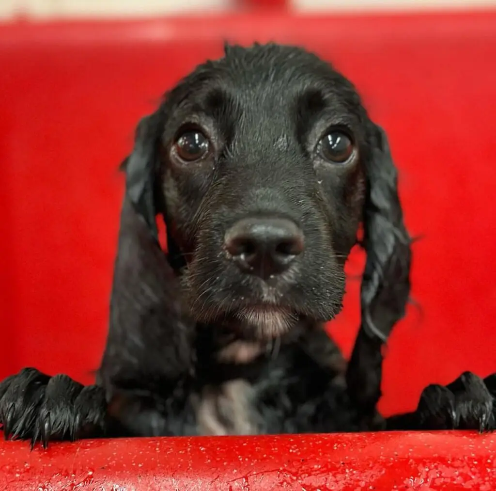 puppy grooming