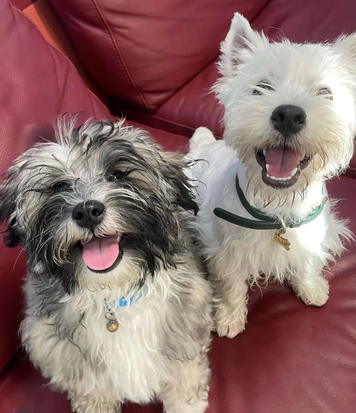 2 dogs smiling sitting on a lounge