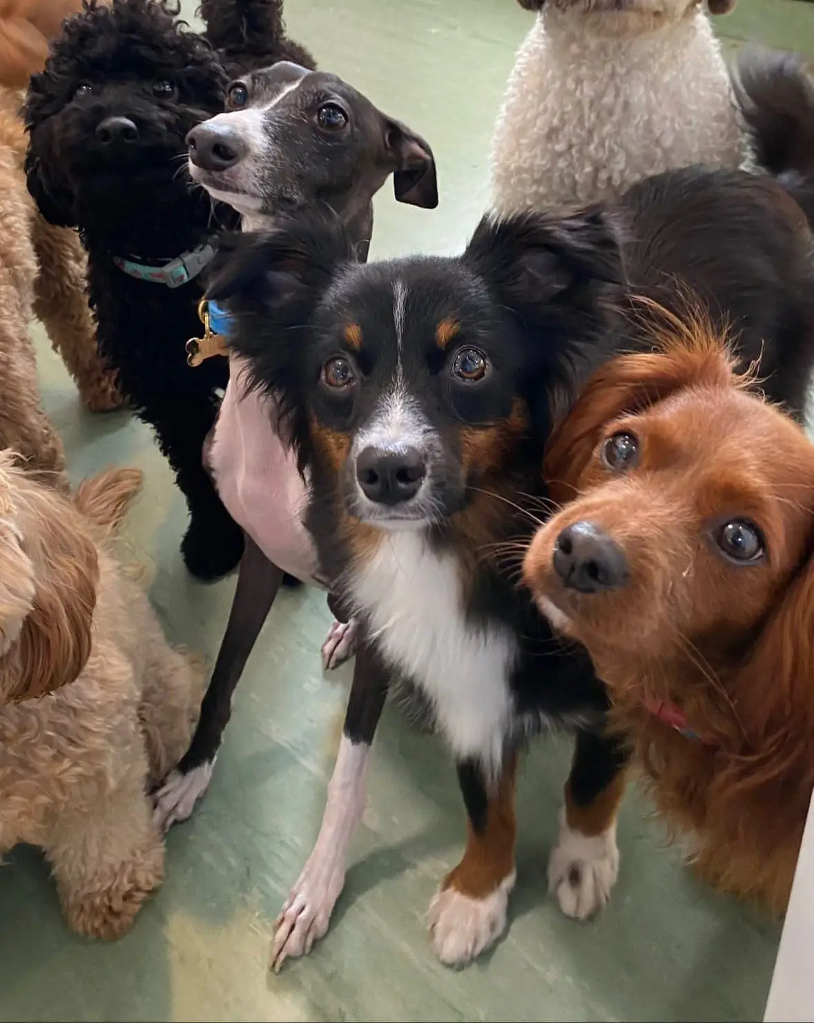 small dog daycare group of dogs