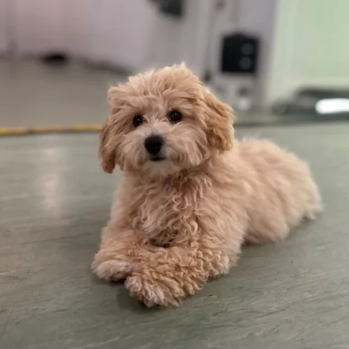 penny penny